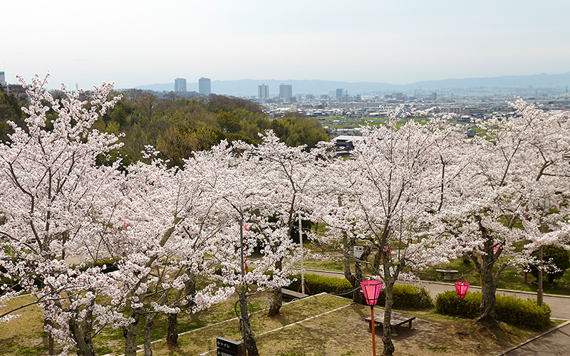 摂津峡公園　桜広場