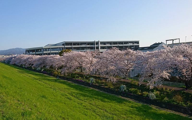 新川の桜堤